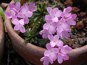 Daphne arbuscula